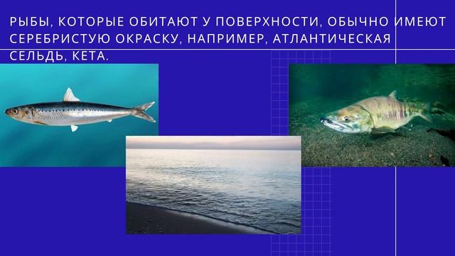 Животные -  обитатели морей и океанов. Человек и мир. 3  класс