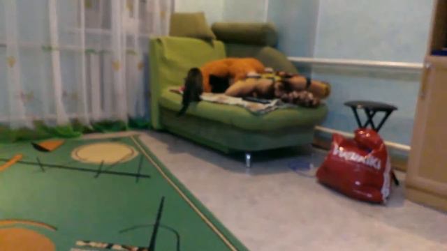 кот с повадками собаки смотреть онлайн