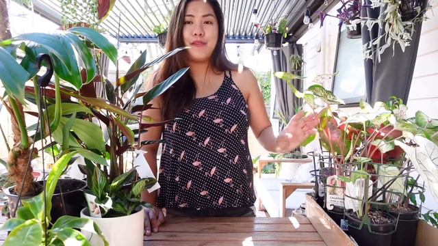 New Plants!!! // Houseplant Collection смотреть онлайн