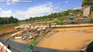 mancing udang galah di Raja spot udang galah di sungai besar Kalimantan