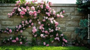 ❀ Что лучше посадить вдоль забора на участке