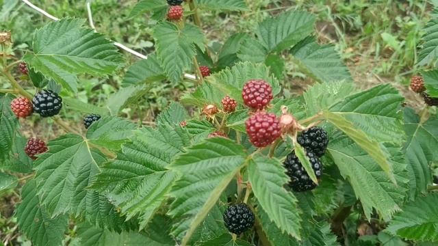 Ежевика Джамбо. Очень сладкий сорт среднего срока плодоношения. смотреть онлайн