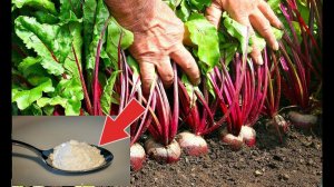 Аптечная подкормка от которой свекла растет на глазах! Борная кислота для свёклы рецепты!