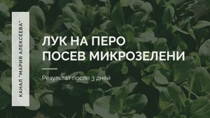 Лук на перо. Посев микрозелени..mp4