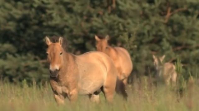 Лошадь Пржевальского [Чернобыльская зона] | Film Studio Aves смотреть онлайн