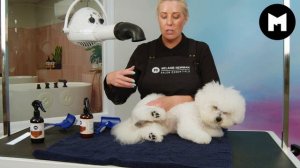 How to dry a Bichon Frise.