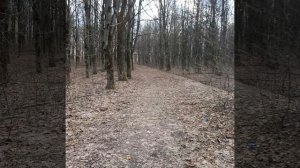 весна в лесу