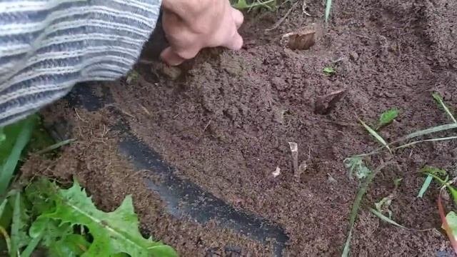 Экспериментатор, Моя жизнь TV, Некторина дала корни