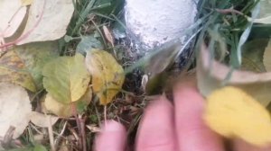 яблоня Лобо про кольчатки и плодушки как они выглядят не заглубляйте саженцы!!!