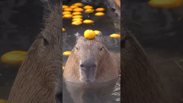 World’s Chillest Animal: Capybara #animals #nature #wildlife