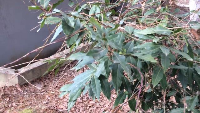 Сочи 2017. Отдых. Экскурсии. Особенности Сочи. Где взять лавровый лист??? смотреть онлайн