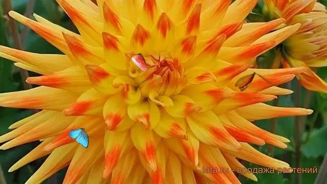 Георгина полукактусовая Райзинг Сан (rising sun) ? обзор: как сажать, луковицы георгины Райзинг Сан смотреть онлайн