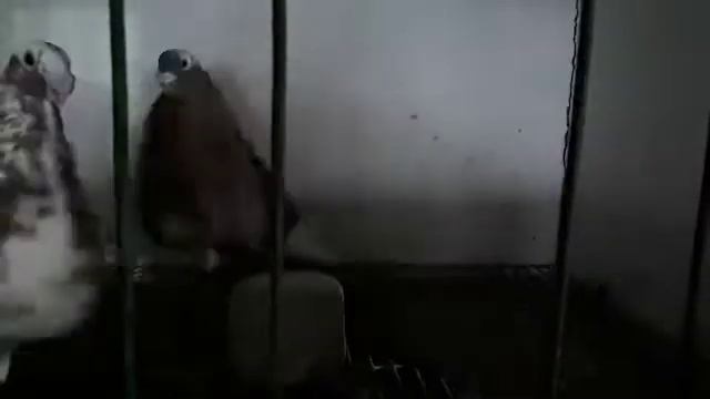 Laudinos Sevillanos J.Manuel Espinosa смотреть онлайн