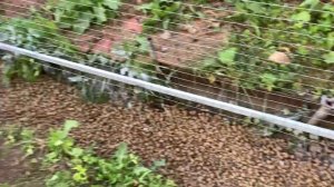 Забор из сварной сетки