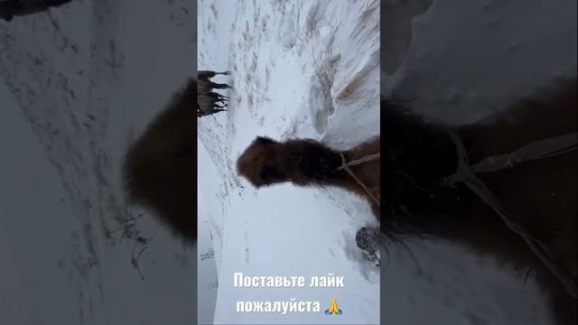 Верблюды в снегу.#Верблюжийостров #Калмыкия #верблюды #катаниенаверблюдах смотреть онлайн