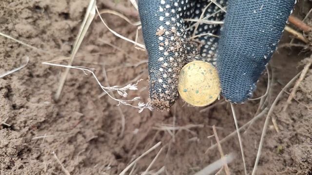 Коп з Nokta Makro Simplex + і Nokta Makro Simplex Lite (нокта макро сімплекс плюс і лайт)