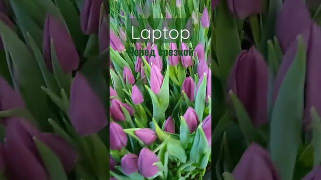 Laptop первый срез 21 февраля смотреть онлайн