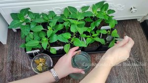 МОШКИ ИСЧЕЗНУТ из РАССАДЫ НАВСЕГДА! Народное Натуральное средство от мошек для рассады и растений