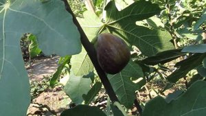 Инжир. Сорт - Рандино.