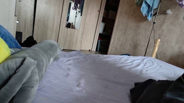 Кот дрессирует человека! Очаровательный ориентал приносит игрушки. Кот учит хозяина команде "апорт" смотреть онлайн