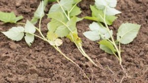 Самый удачный и проверенный способ размножения малины зелеными корневыми отростками. Дачные совет