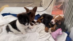 У нас пополнение/Полюстровский рынок/Шпицы щенки