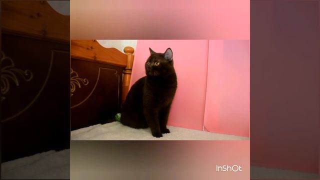 Шотландский шоколадный мачо.Продажа. смотреть онлайн