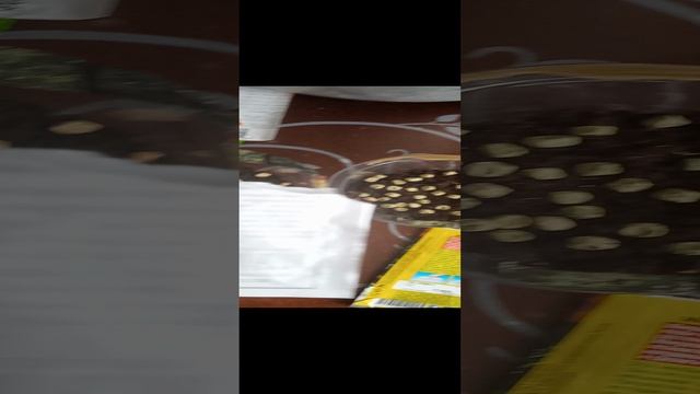 Опять сею микрозелень гороха