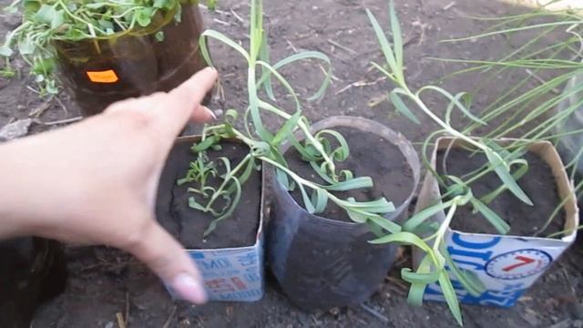 ВЫРАЩИВАНИЕ ГВОЗДИКИ ШАБО/Рассаде 3 месяца - боремся с вытягиванием/пересадка/закаливание