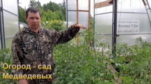 Томаты серия «Гномы». Надо ли формировать