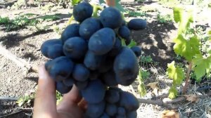 Виноград Ришелье (2017)