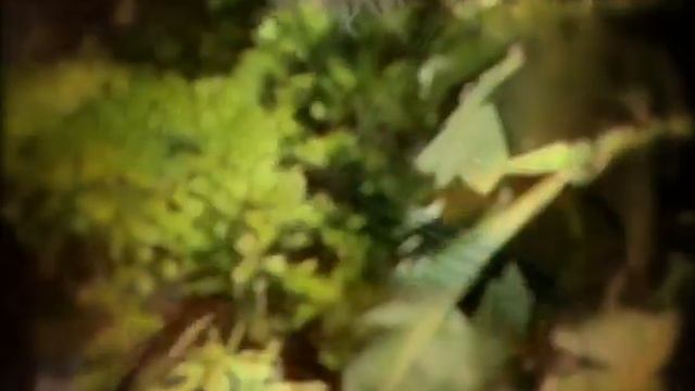 Adil El Maestro смотреть онлайн