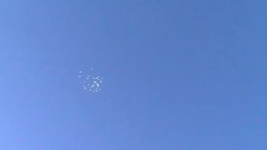 Пермские голуби. Полеты.