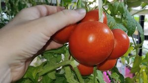 Этот Сорт Томата Даст Крупные, Сладкие Плоды. Вкусный и Раннеспелый. Огород в Городской Квартире.