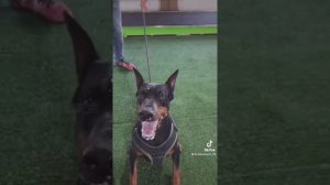 подборка видео из тик ток с доберманом