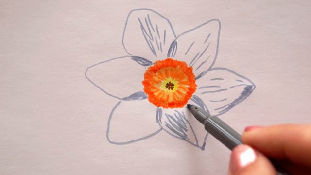  Narzissen zeichnen - Osterglocken malen - How to draw daffodils flowers - как нарисовать нарцисс