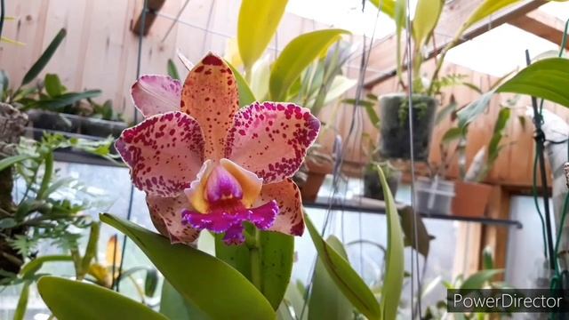 Орхидеи и ни о чём. Цветение орхидеи Каттлея. Cattleya Durigan Aphrodite - осенние краски. смотреть онлайн