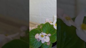 бегония вечноцветущая спринт плюс Эппелблоссом