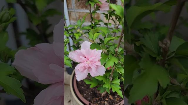 Baby pink chiffon Rose of Sharon