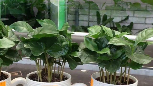 Способы размножения кофейного дерева. Как вырастить кофе дома на подоконнике. смотреть онлайн