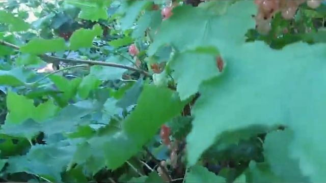 Розовая смородина Роза - самая нежная и крупная ягода смотреть онлайн