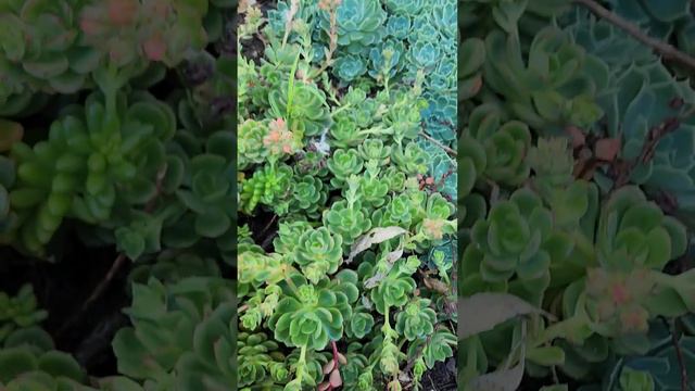 succulent plants that not really need to care...#planting succulent lovers .