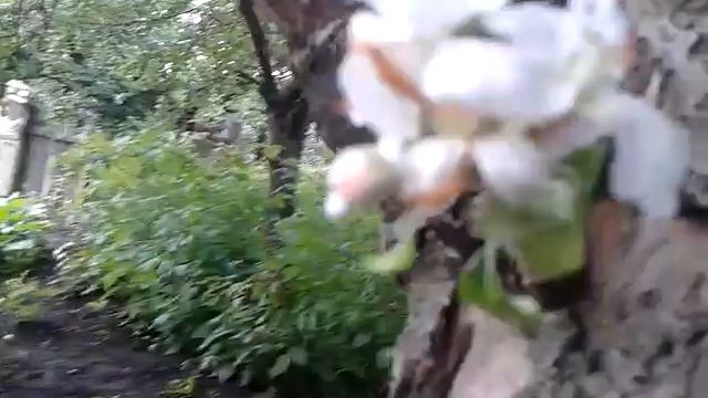 Каприз природы 1