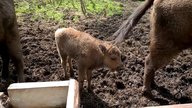 Зубры в Поозерье. Съёмка 4 июня 2016 г. смотреть онлайн