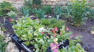 КАК ВЫСАДИТЬ РАССАДУ АСТРЫ НА КЛУМБУ. ОБЯЗАТЕЛЬНО ВНЕСИТЕ ЭТО ПРИ ПОСАДКЕ АСТРЫ!