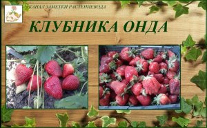 Онда - сладкий, высокоурожайный сорт клубники, который никогда не подведет