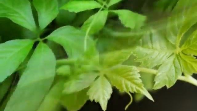 Flora club. Лечебные комнатные растения. смотреть онлайн