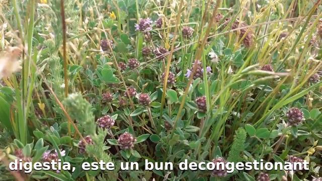 Thymus serpyllum (cimbrişorul, cimbrul de câmp, cimbru sălbatic, breckland thyme, wild thyme) смотреть онлайн