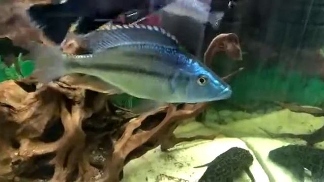 Хаплохромис длиннорылый смотреть онлайн