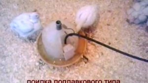Напольное содержание бройлера